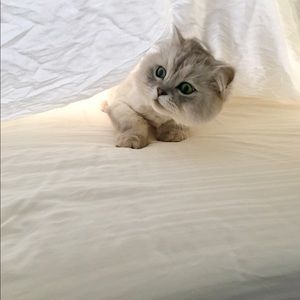 Meet your Posher, Izzy